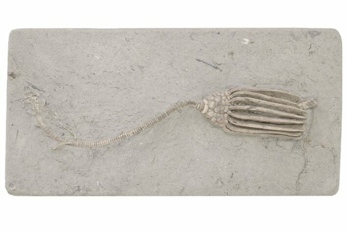 Fossil Crinoid (Macrocrinus) - Crawfordsville, Indiana #197531